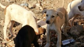 Polrestabes Semarang berhasil mengamankan 5 terduga tersangka dalam kasus pengiriman 226 ekor anjing ke Solo. (Dok. Pixabay.com/AmberShadow)