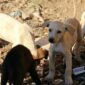 Polrestabes Semarang berhasil mengamankan 5 terduga tersangka dalam kasus pengiriman 226 ekor anjing ke Solo. (Dok. Pixabay.com/AmberShadow)