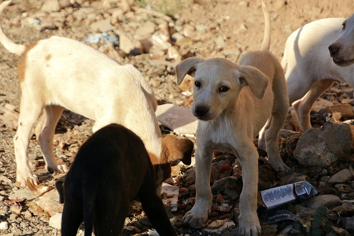 Polrestabes Semarang berhasil mengamankan 5 terduga tersangka dalam kasus pengiriman 226 ekor anjing ke Solo. (Dok. Pixabay.com/AmberShadow)